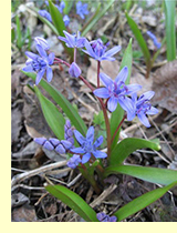 Пролеска двулистная, или Сцилла двулистная (Scilla bifolia L.) Пролеска двулистная, или Сцилла двулистная (Scilla bifolia L.)